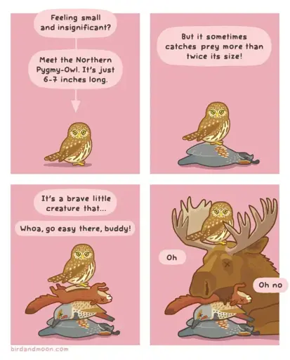 Superbowls [Bird And Moon] 